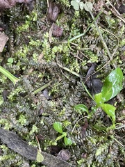 Selaginella apoda