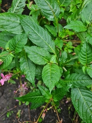 Impatiens glandulifera