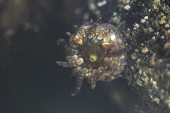 Aulactinia verrucosa