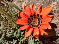 Gazania rigida