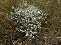 Goniolimon tataricum