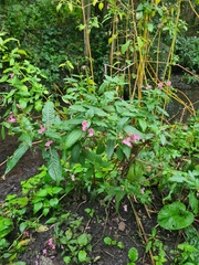 Impatiens glandulifera