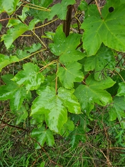 Acer pseudoplatanus