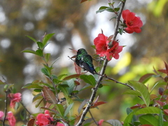 Chlorostilbon lucidus