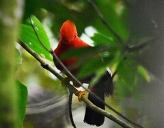 Rupicola peruvianus