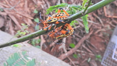 Pachylis nervosus