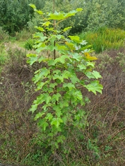 Acer pseudoplatanus
