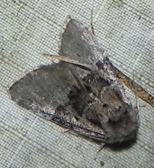Meropleon ambifusca