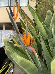Strelitzia