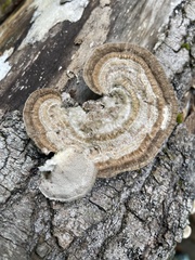 Trametes