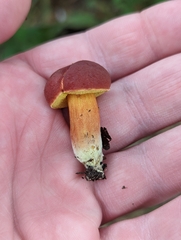 Hortiboletus