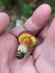 Hortiboletus