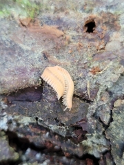 Brachycybe lecontii