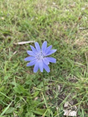 Cichorium intybus