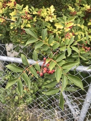 Zanthoxylum piperitum