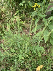 Ambrosia artemisiifolia