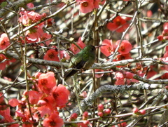 Chlorostilbon lucidus