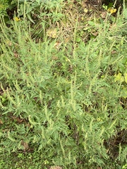 Ambrosia artemisiifolia