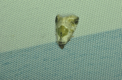 Maliattha synochitis