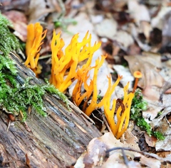 Calocera viscosa