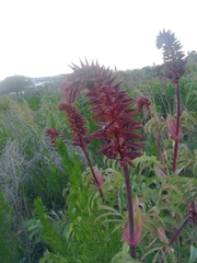 Melianthus major