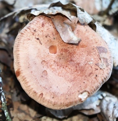 Lactarius quietus
