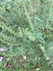 Ambrosia artemisiifolia