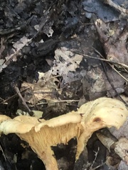 Gerronema strombodes