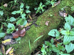 Haplocladium microphyllum