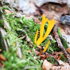 Calocera viscosa