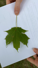 Acer