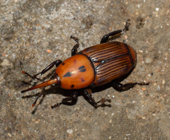Rhynchophorus ferrugineus