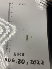 Tineola bisselliella