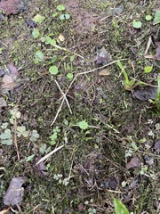 Pseudotaxiphyllum elegans