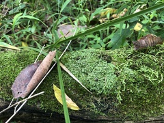 Cladonia cylindrica