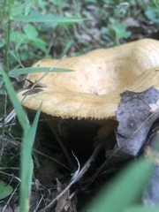 Gerronema strombodes