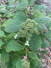 Hydrangea arborescens