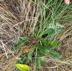 Goniolimon tataricum