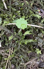 Pseudotaxiphyllum elegans