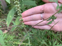 Ambrosia artemisiifolia
