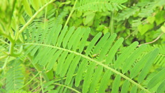 Diabrotica balteata