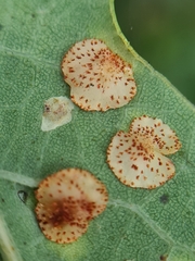 Neuroterus quercusbaccarum