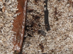 Pheidole obscurithorax