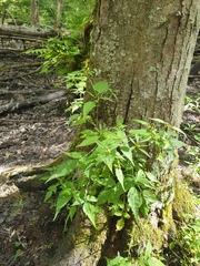 Bidens discoidea