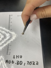 Tineola bisselliella