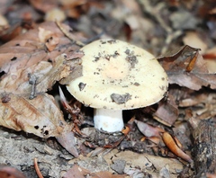 Russula grata