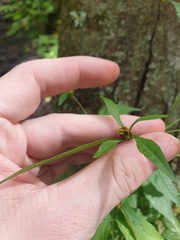 Bidens discoidea