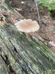 Entoloma strictius