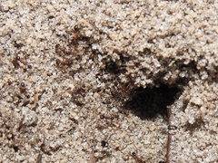 Pheidole obscurithorax