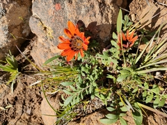 Gazania rigida